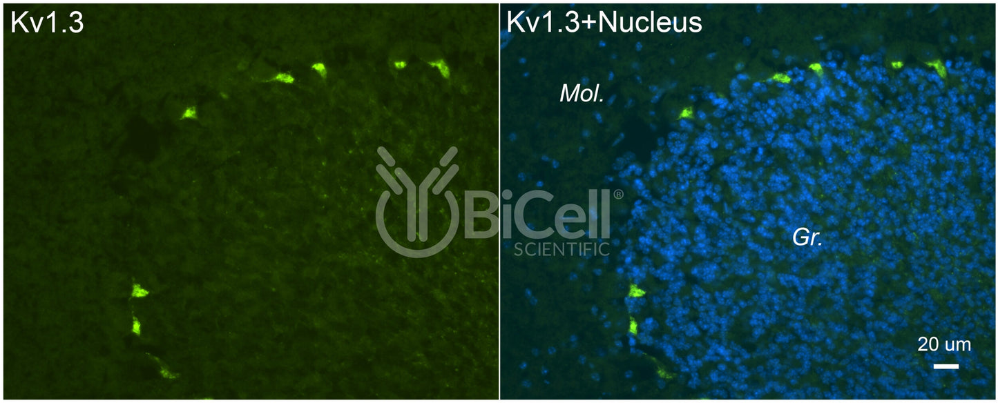 KCNA3 (Kv1.3) Antibody - Western Blot Validated
