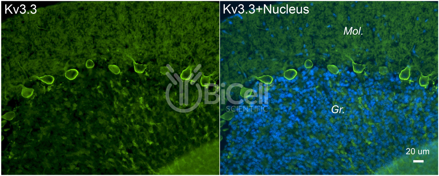 KCNC3 (Kv3.3) Antibody - Western Blot Validated