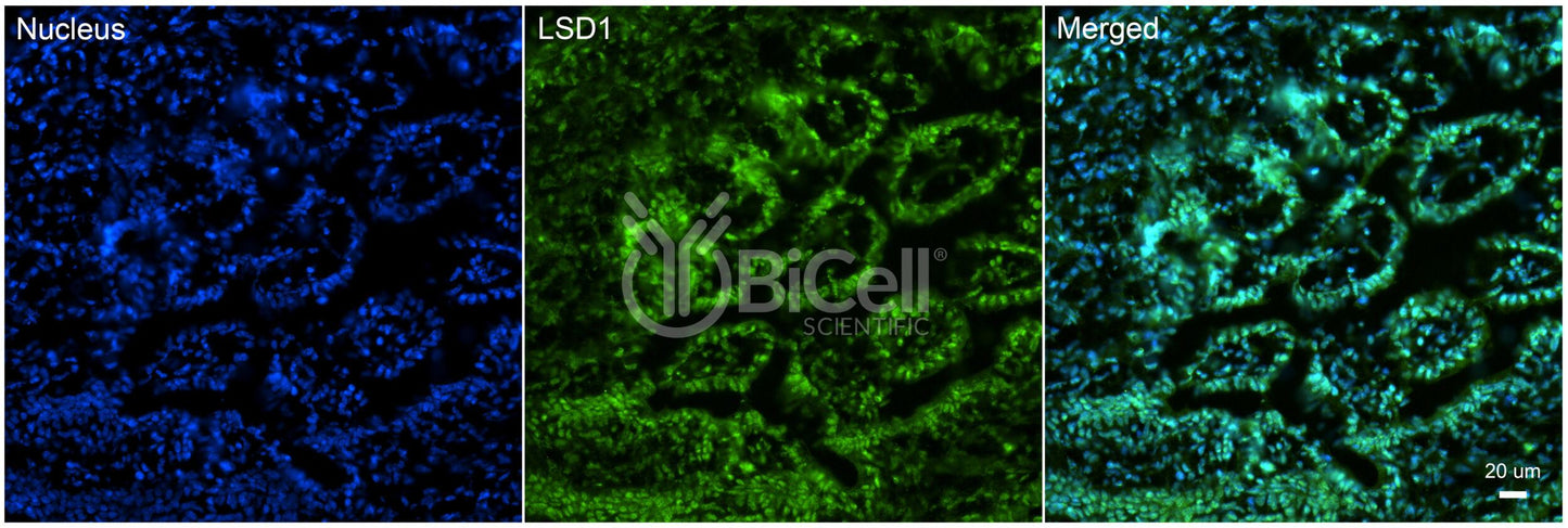 KDM1A (LSD1) Antibody