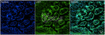 KDM1A (LSD1) Antibody