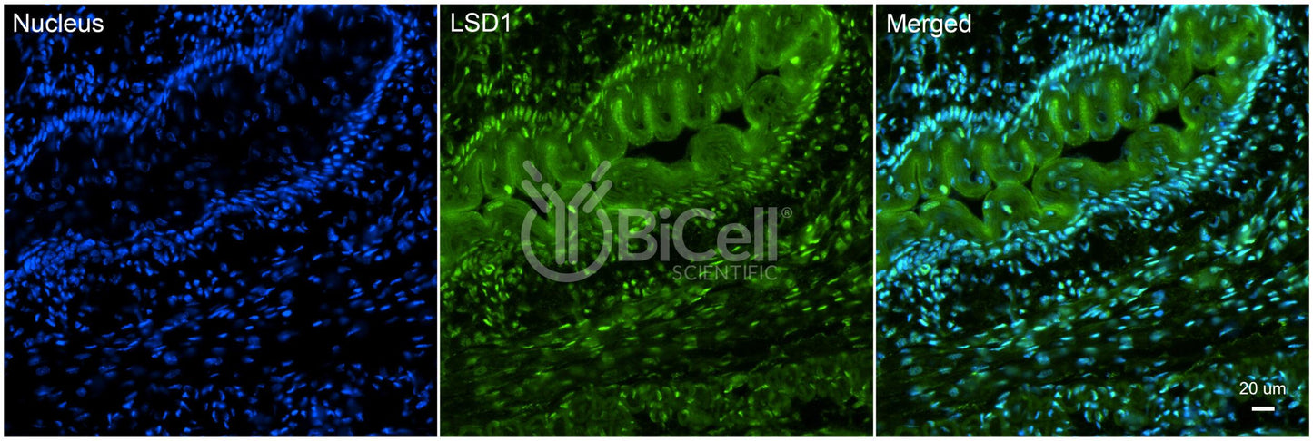 KDM1A (LSD1) Antibody - FFPE Validated