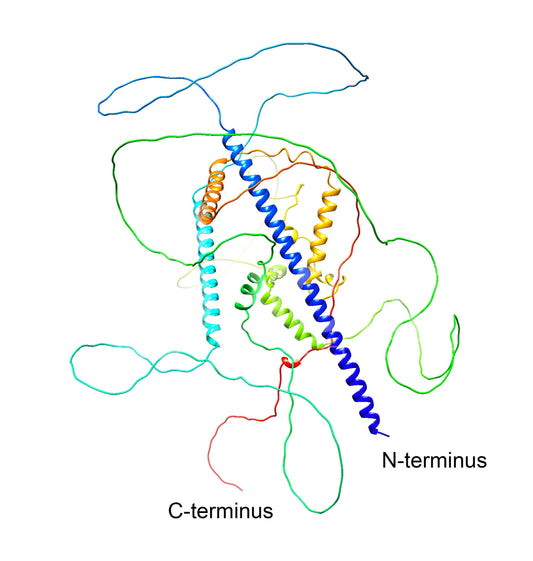 KIAA0408 (C-Terminus) Antibody - FFPE Validated