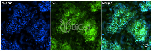 KLF4 Antibody - Western Blot Validated