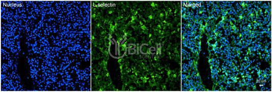 L-selectin (SELL or LECAM1 or CD62L) Antibody