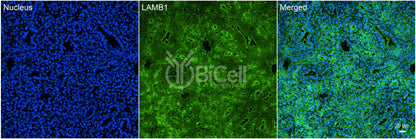 Laminin beta-1 (LAMB1) HiRe Antibody - Western Blot Validated