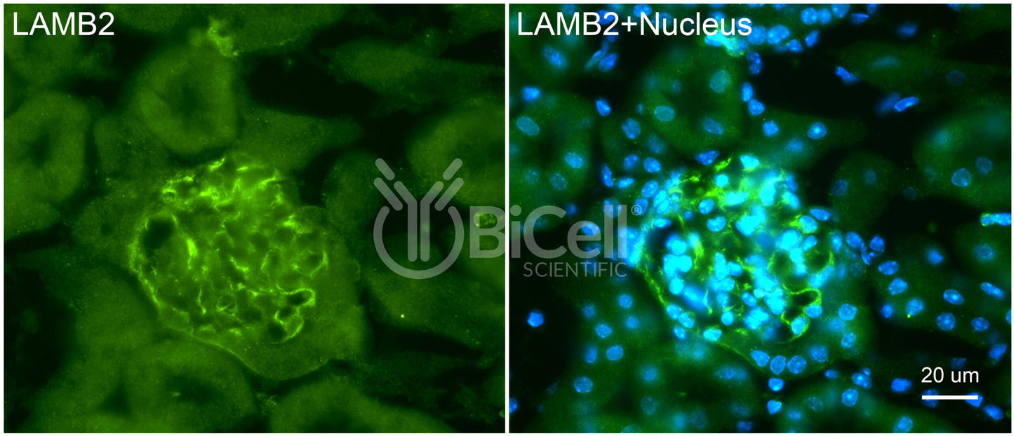Laminin beta-2 (LAMB2) HiRe Antibody