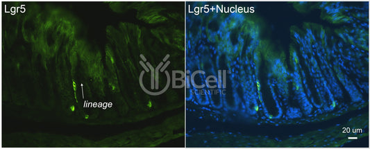 LGR5 (GPR49 or GPR67) Antibody