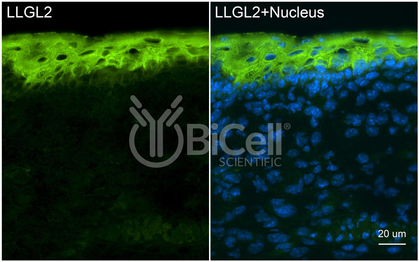 LLGL2 (LGL2) Antibody