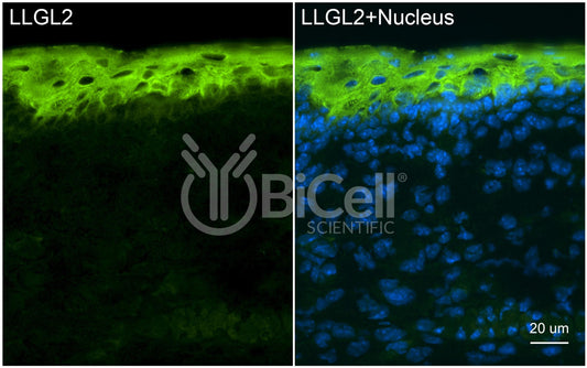 LLGL2 (LGL2) Antibody