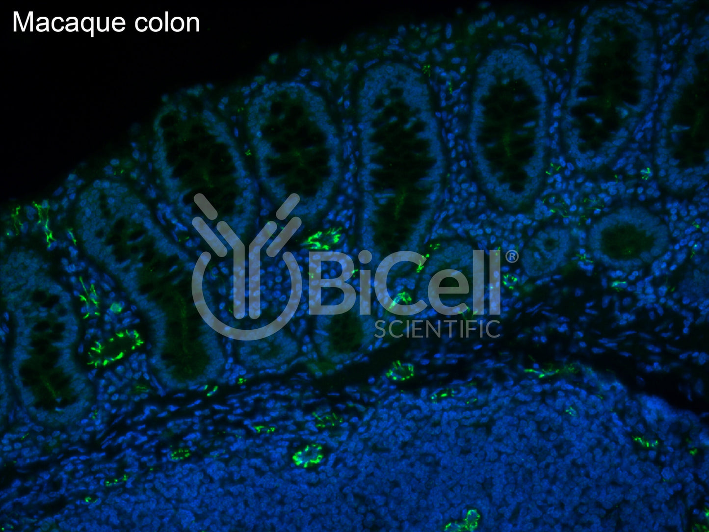Claudin-5 (CLDN5) Antibody - FFPE Validated