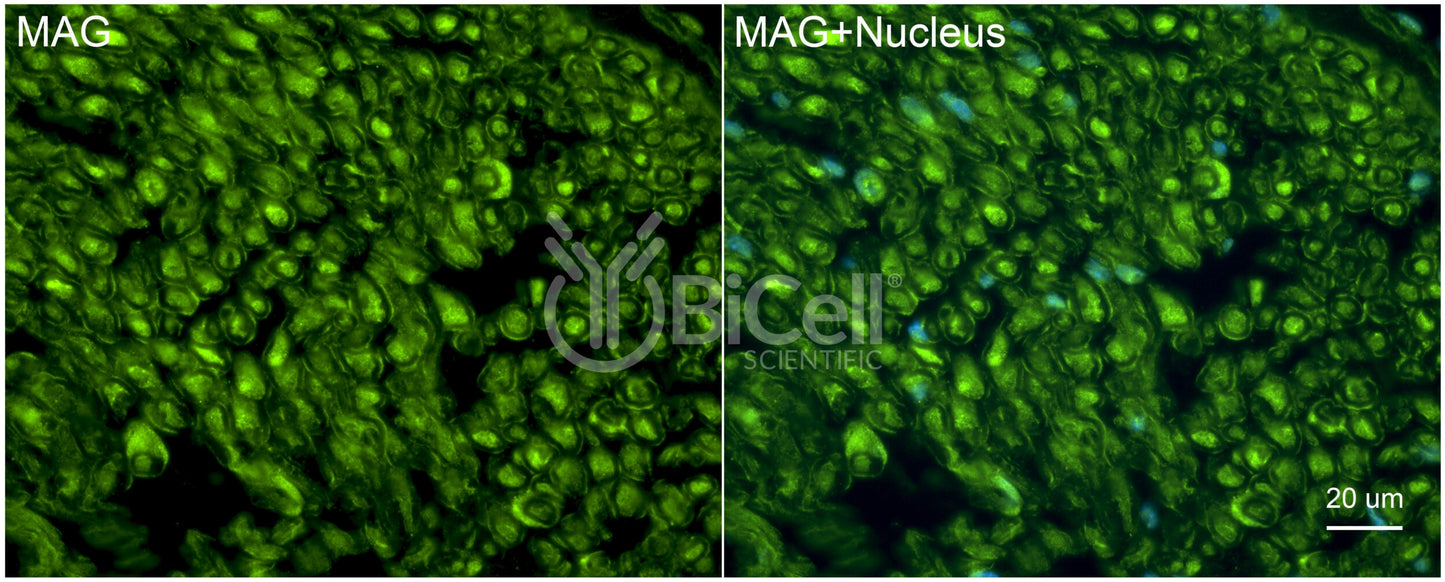 MAG (SIGLEC4A) Antibody - Western Blot Validated