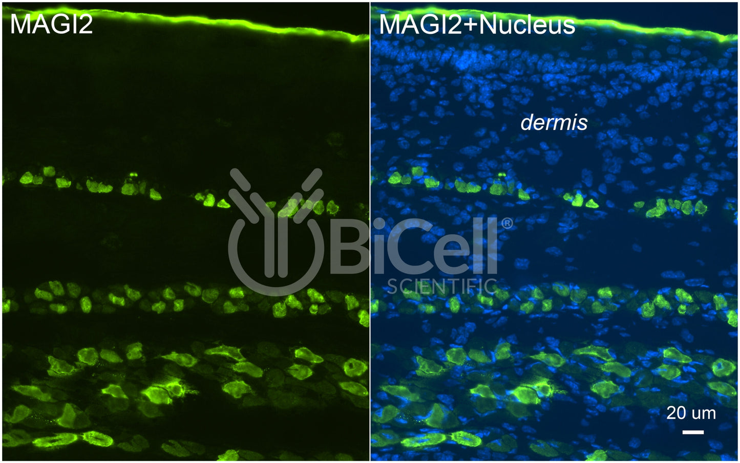 MAGI2 (AIP1 or NPHS15) Antibody