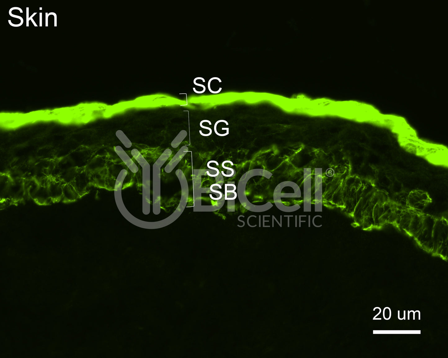 MAGI1 Antibody - FFPE Validated