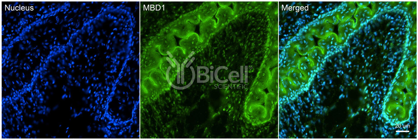 MBD1 Antibody