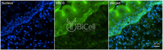 MBD3 Antibody - Western Blot Validated