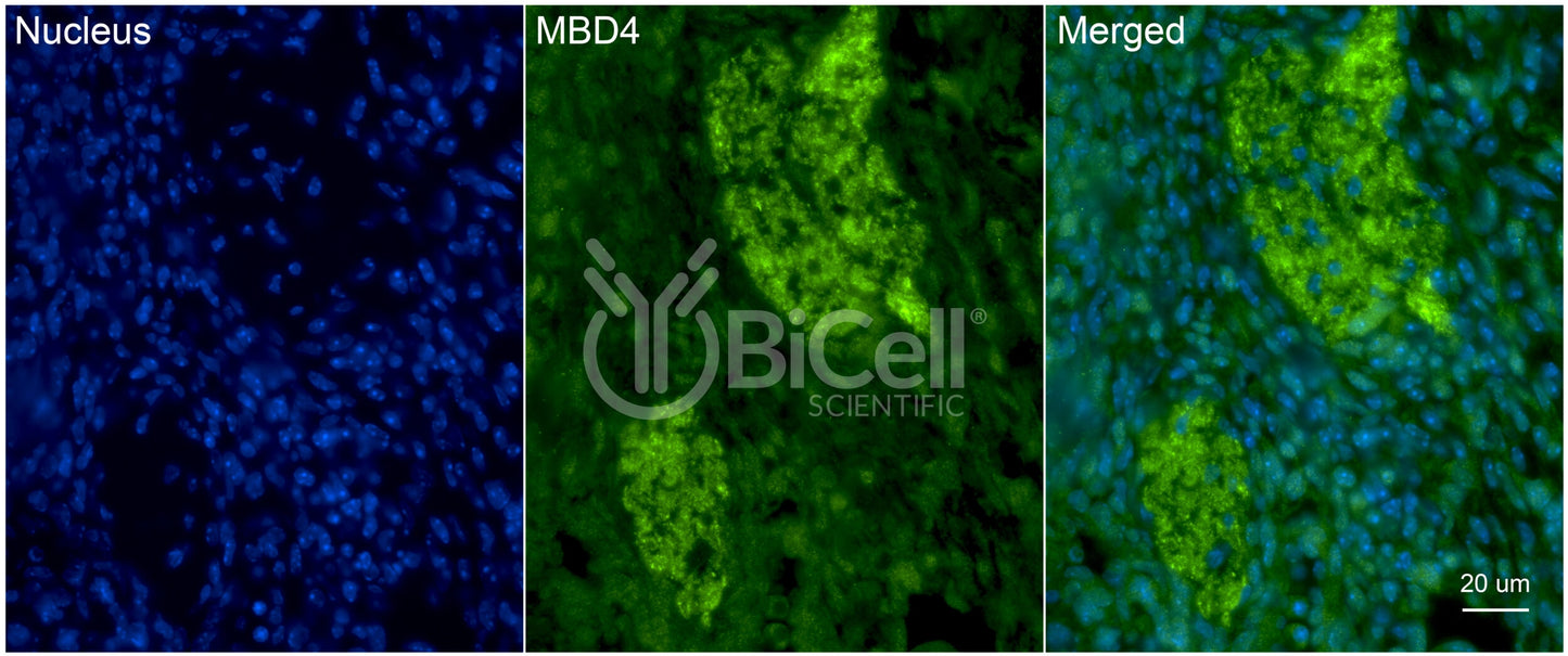 MBD4 (MED1) Antibody