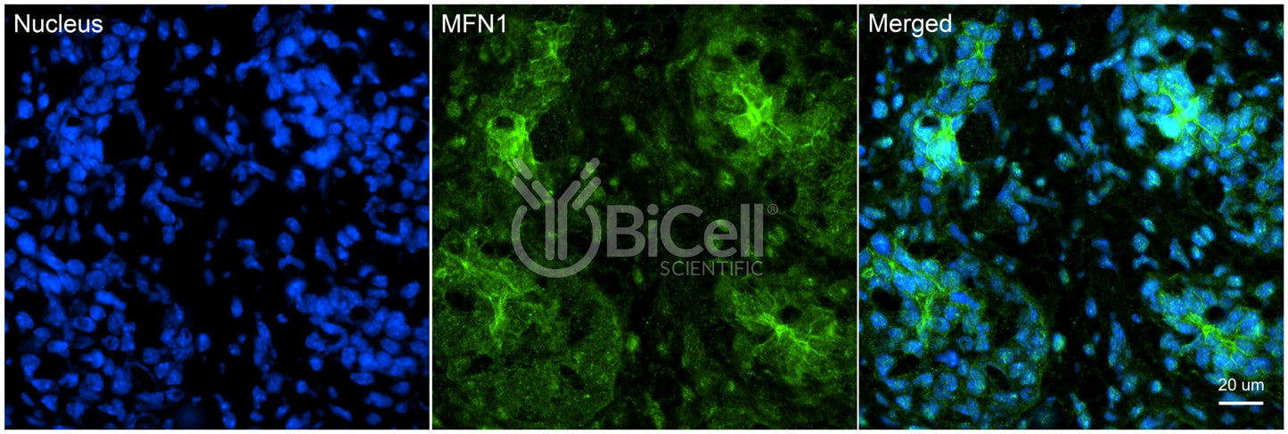 Mitofusin-1 (MFN1) Antibody - Western Blot Validated