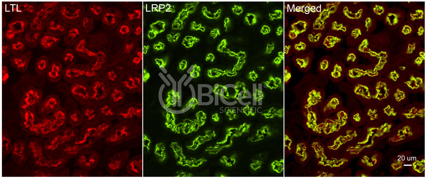 LRP2 (megalin) Antibody - FFPE Validated
