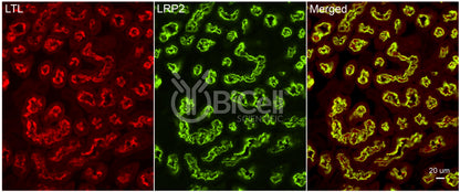 LRP2 (megalin) Antibody - FFPE Validated