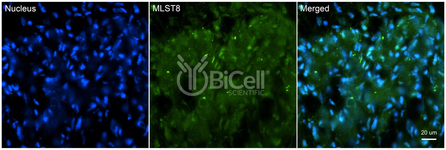 MLST8 Antibody - Western Blot Validated