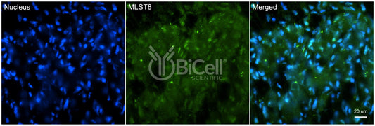 MLST8 Antibody