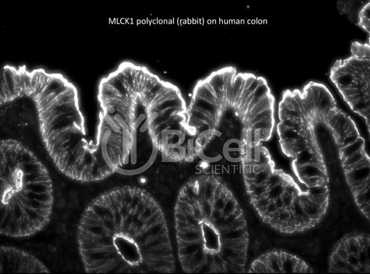 MYLK (MLCK or MLCK1) HiRe rabbit Antibody