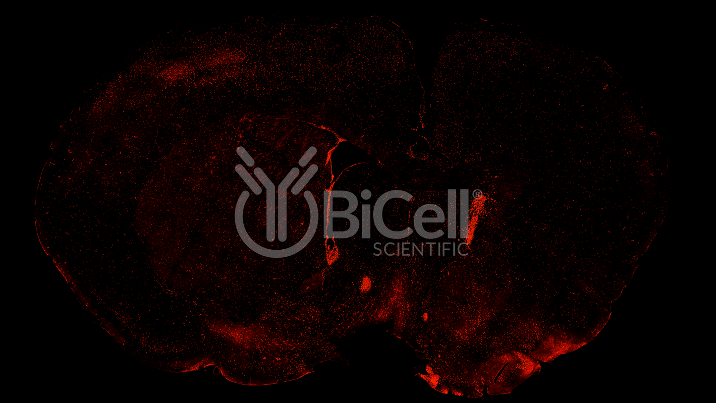 CHRNA2 Antibody