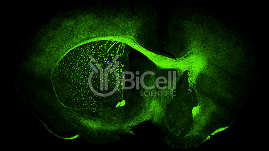 MAG (SIGLEC4A) Antibody