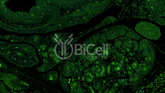 CRB3 (crumbs-3) Antibody - Western Blot Validated