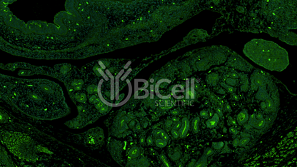 CRB3 (crumbs-3) Antibody
