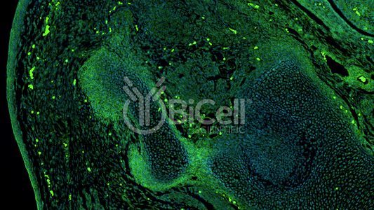 EGFR (ErbB1 or HER1) Antibody