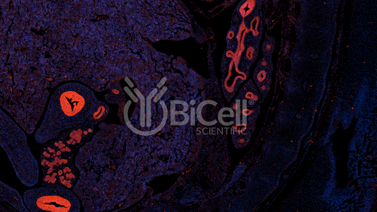 EpCAM (CD326 or 17-1A antigen or TACSTD1) Antibody