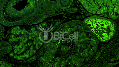 FAT1 Antibody - Western Blot Validated