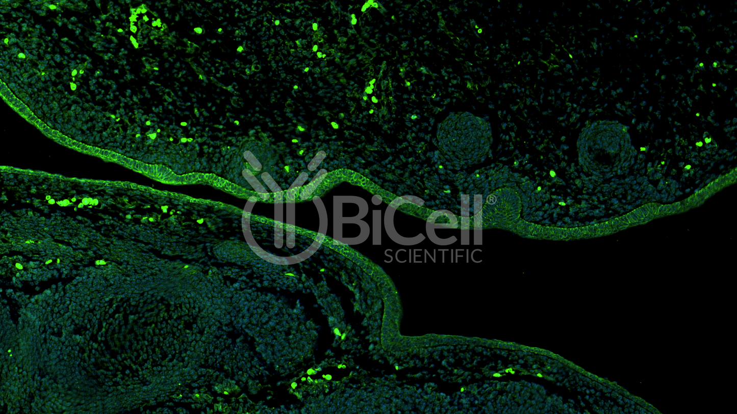 SPRY1 Antibody - Western Blot Validated