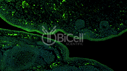 SPRY1 Antibody - FFPE Validated