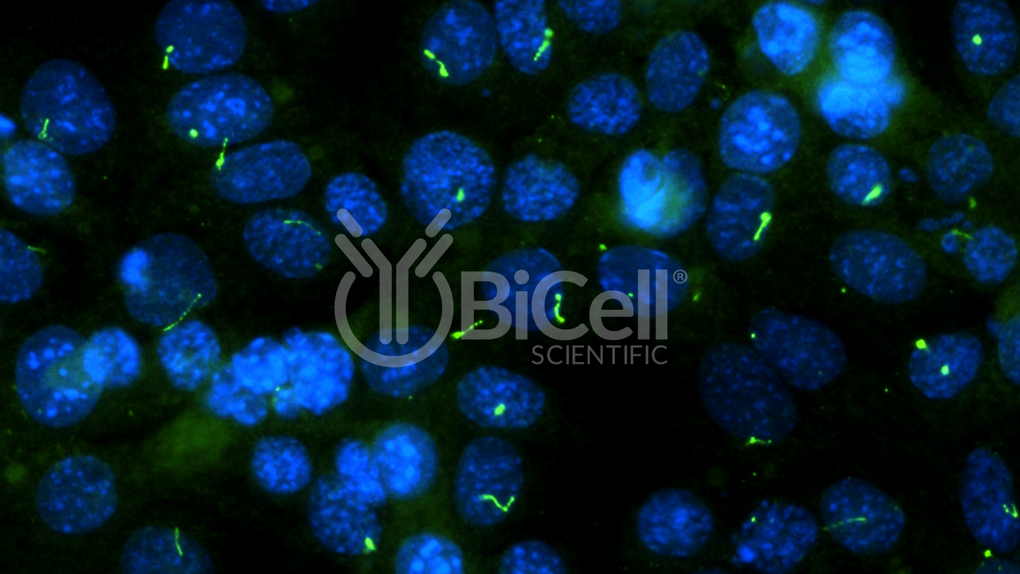 ARL13B (ARL2L1) HiRe Antibody - Western Blot Validated