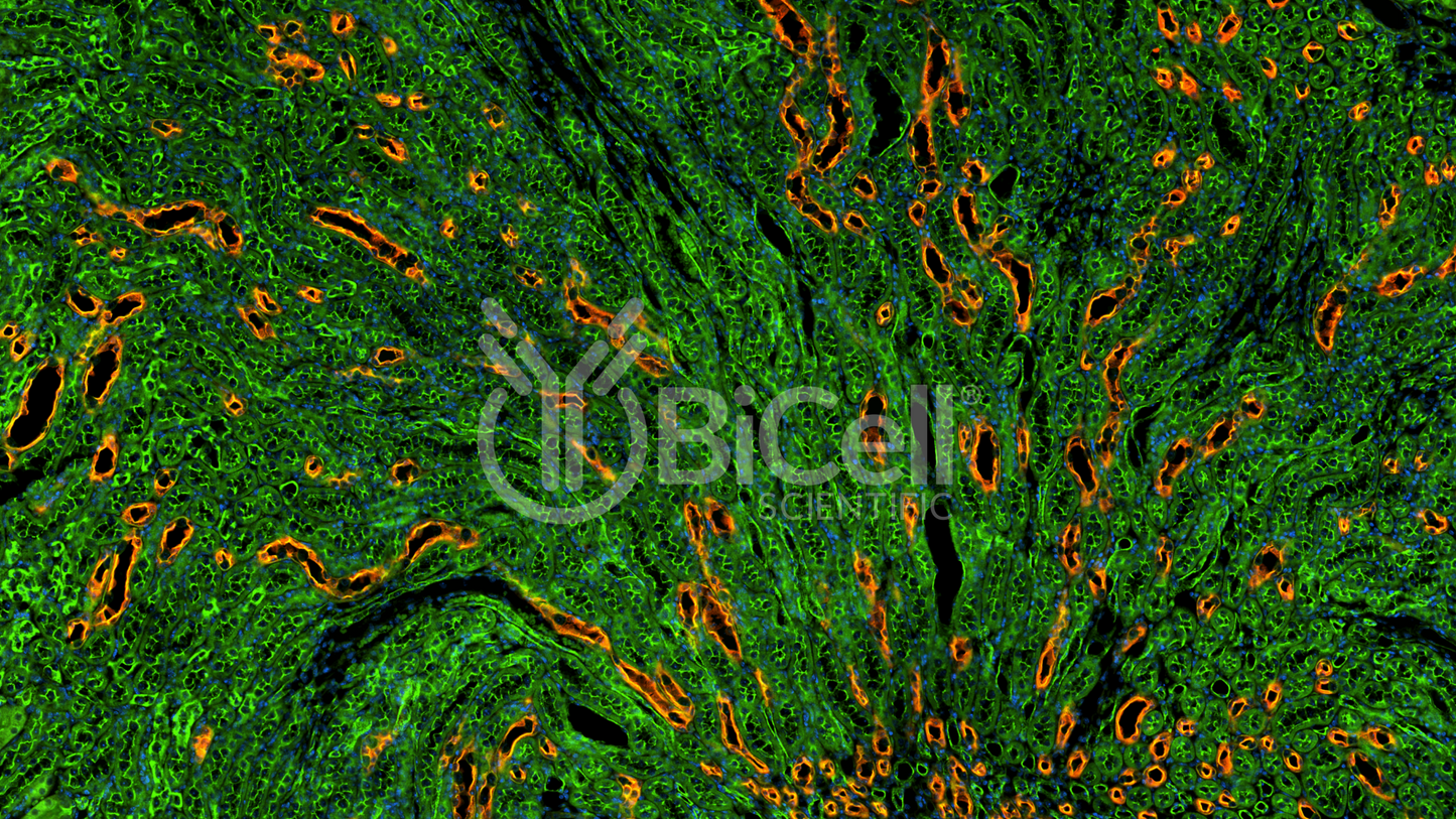 PACSIN2 (SDPII) Antibody