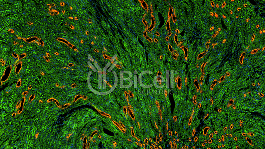 PACSIN2 (SDPII) Antibody