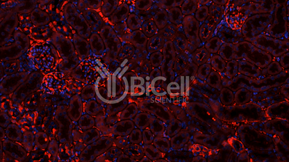 Claudin-1 (CLDN1) Antibody - FFPE Validated