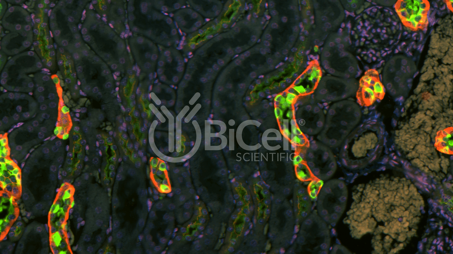 Claudin-16 (CLDN16) HiRe Antibody - FFPE Validated