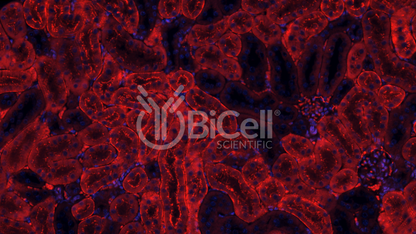 Claudin-2 (CLDN2) Antibody