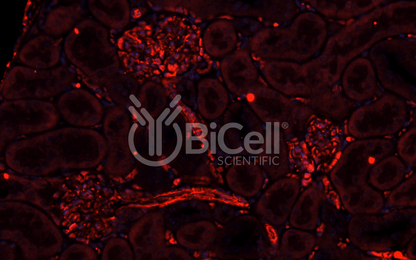 Integrin alpha-1 (ITGA1 or CD49a) Antibody - Western Blot Validated