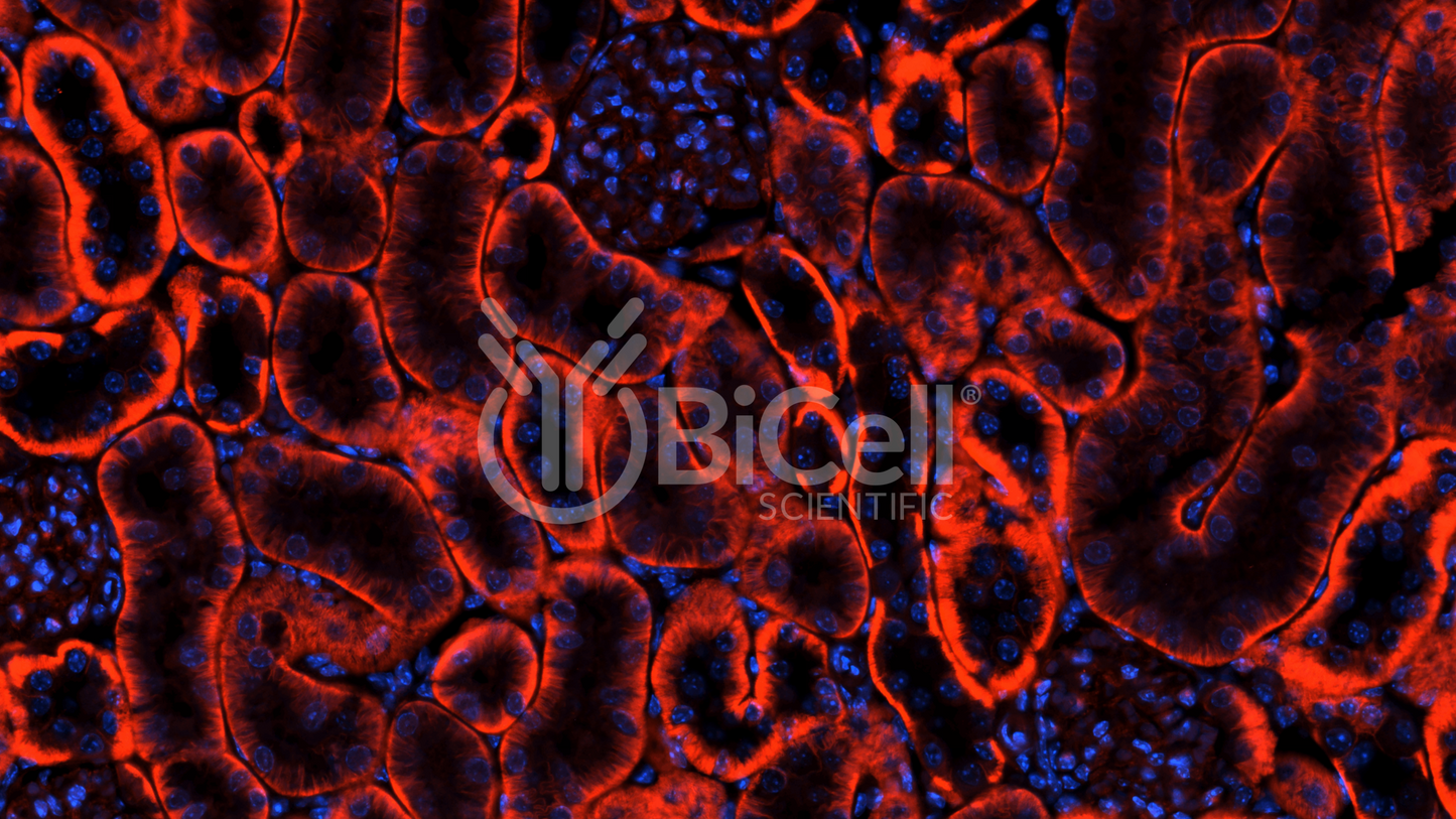 Integrin alpha-V (ITGAV or CD51) Antibody