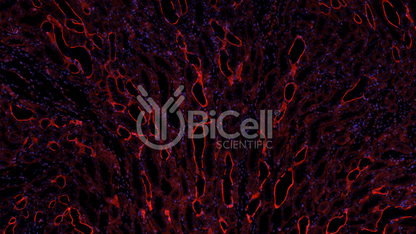 Integrin beta-1 (ITGB1 or CD29) Antibody