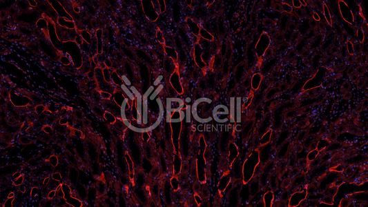 Integrin beta-1 (ITGB1 or CD29) Antibody