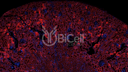 Klotho (KL) Antibody - FFPE Validated