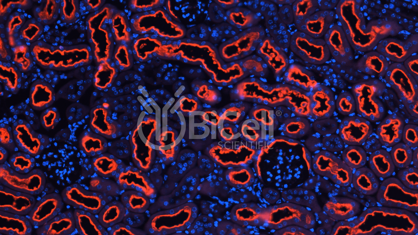 LRP2 (megalin) Antibody - FFPE Validated