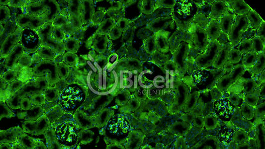 Myosin-9 (MYH9 or DFNA17) Antibody - Western Blot Validated