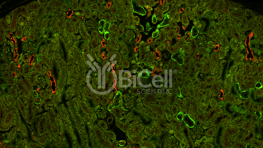 NCX1 (Slc8a1) Antibody - FFPE Validated