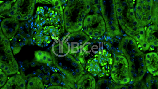NEPH1 (KIRREL1) (N-Terminus) Antibody - Western Blot Validated